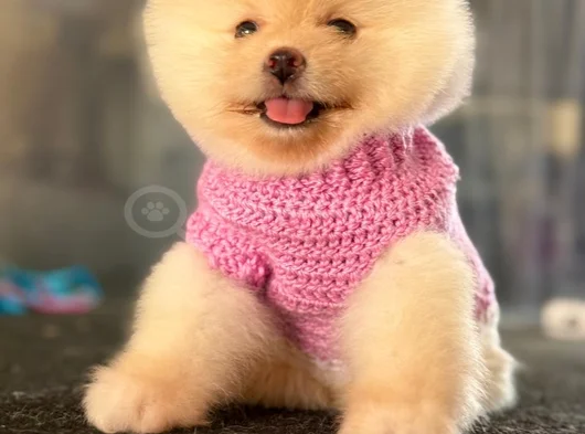 Pomerani̇an Boo görsel