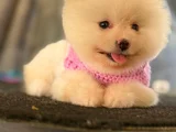 Pomerani̇an Boo