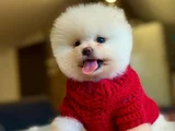 Pomerani̇an Boo