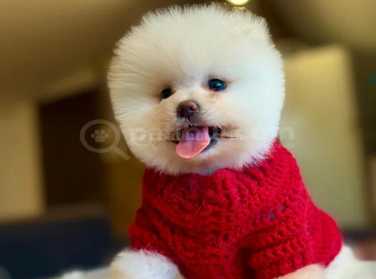 Pomerani̇an Boo görsel