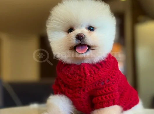 Pomerani̇an Boo görsel