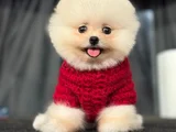 POMERANİAN BOO
