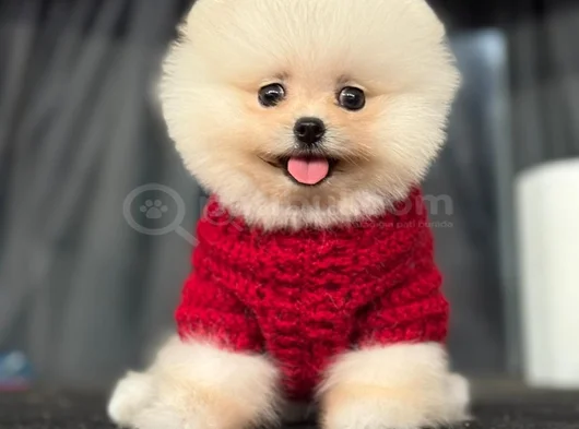 Pomerani̇an Boo