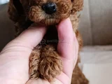 Safkan Toy Poodle Ev Üretimi Bebekler Çorlu