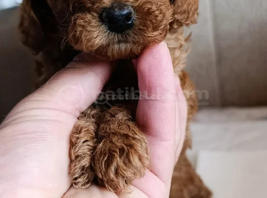 Safkan Toy Poodle Ev Üretimi Bebekler Çorlu görsel