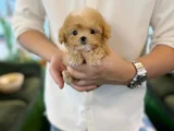 Teacup Maltipoo