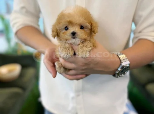 Teacup Maltipoo görsel
