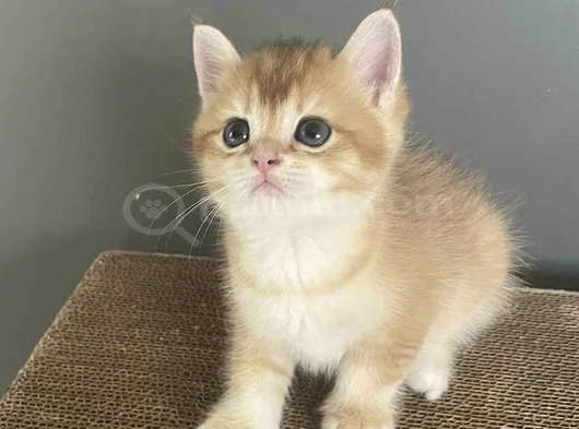 Erkek Bri̇ti̇sh Golden Bebeleri̇mi̇z görsel