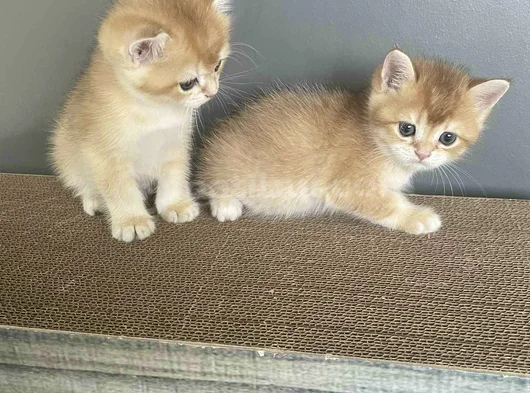 Erkek Bri̇ti̇sh Golden Bebeleri̇mi̇z görsel