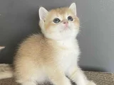 Erkek Bri̇ti̇sh Golden Bebeleri̇mi̇z