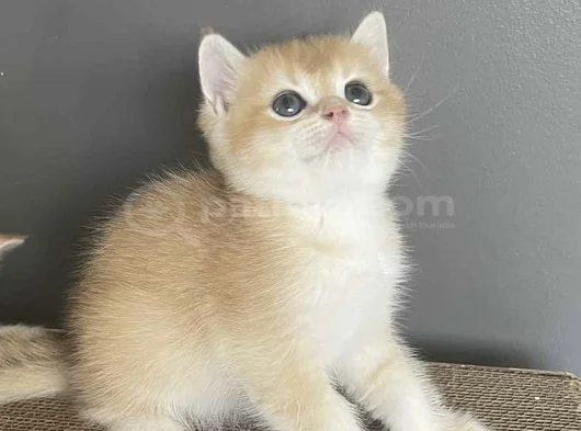Erkek Bri̇ti̇sh Golden Bebeleri̇mi̇z görsel