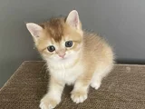 Erkek Bri̇ti̇sh Golden Bebeleri̇mi̇z