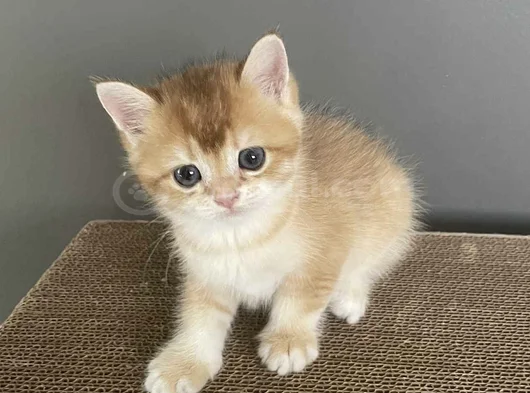Erkek Bri̇ti̇sh Golden Bebeleri̇mi̇z görsel
