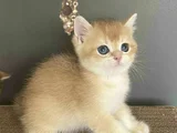 ERKEK BRİTİSH GOLDEN BEBELERİMİZ