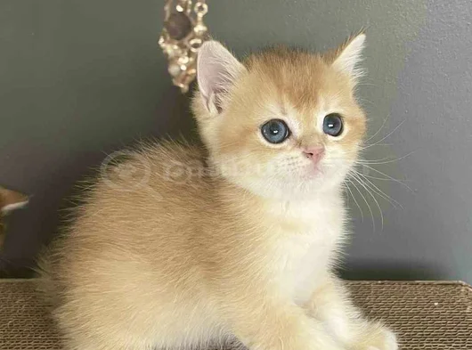 Erkek Bri̇ti̇sh Golden Bebeleri̇mi̇z