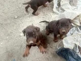 King Kızıl Ve Siyah Doberman Yavrular