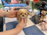 Teacup maltipoo