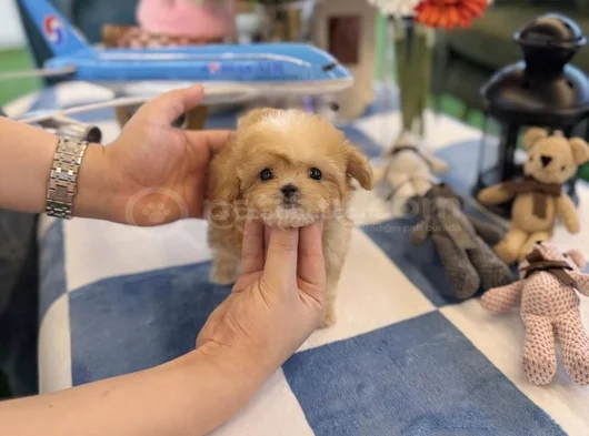 Teacup Maltipoo