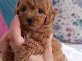 safkan toy poodle ev üretimi bebekler çorlu
