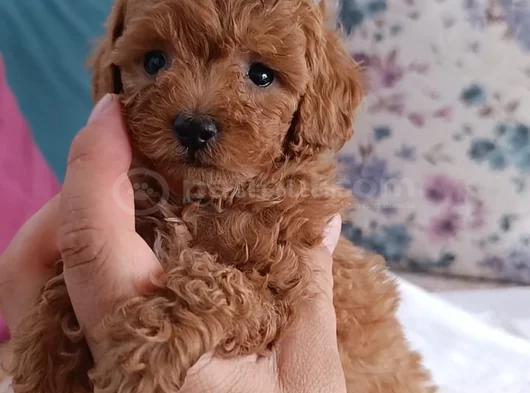 Safkan Toy Poodle Ev Üretimi Bebekler Çorlu