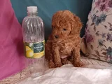 Safkan Toy Poodle Ev Üretimi Bebekler Çorlu