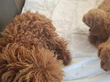 Safkan Toy Poodle Ev Üretimi Bebekler Çorlu