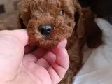 Safkan Toy Poodle Ev Üretimi Bebekler Çorlu