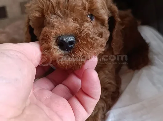 Safkan Toy Poodle Ev Üretimi Bebekler Çorlu görsel