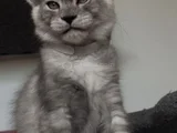 Türkiyede tek nadir renk Pale Blacksmoke maine coon yavrular