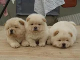 Evi̇ni̇zi̇n Neşesi̇ Chow Chow