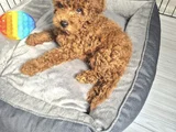 Toy Poodle  Kore