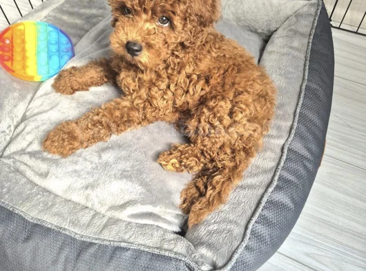 Toy Poodle  Kore görsel