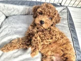 Toy Poodle  Kore