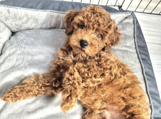 Toy Poodle  Kore görsel