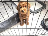 Toy Poodle  Kore