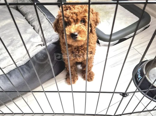 Toy Poodle  Kore görsel