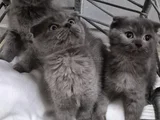 Scotish yavru kedi