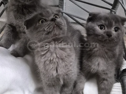 Scotish Yavru Kedi