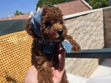 Toy Poodle Red Brown Yavrumuz