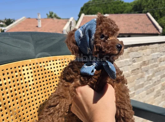 Toy Poodle Red Brown Yavrumuz