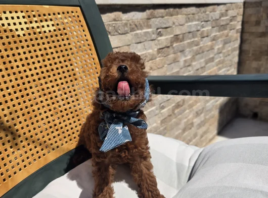 Toy Poodle Red Brown Yavrumuz görsel
