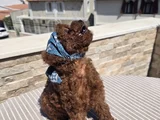 Toy Poodle Red Brown Yavrumuz