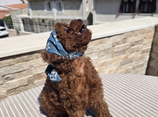 Toy Poodle Red Brown Yavrumuz görsel