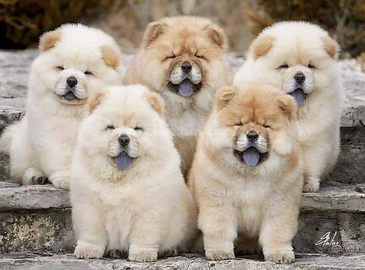 Evi̇ni̇zi̇n Neşesi̇ Chow Chow