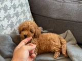 Ki̇lo Ve Irk Garanti̇li̇ Toy Poodle Yavrular