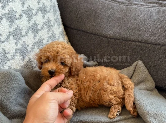 Ki̇lo Ve Irk Garanti̇li̇ Toy Poodle Yavrular görsel