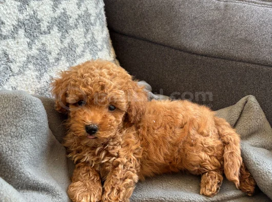 Ki̇lo Ve Irk Garanti̇li̇ Toy Poodle Yavrular görsel