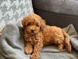 Ki̇lo Ve Irk Garanti̇li̇ Toy Poodle Yavrular
