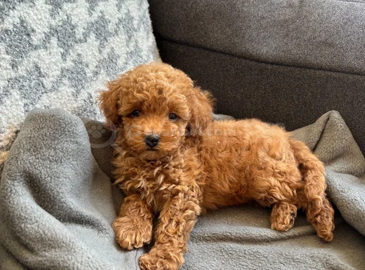 Ki̇lo Ve Irk Garanti̇li̇ Toy Poodle Yavrular görsel