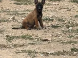 Üst kalite belçika malinos yavrular